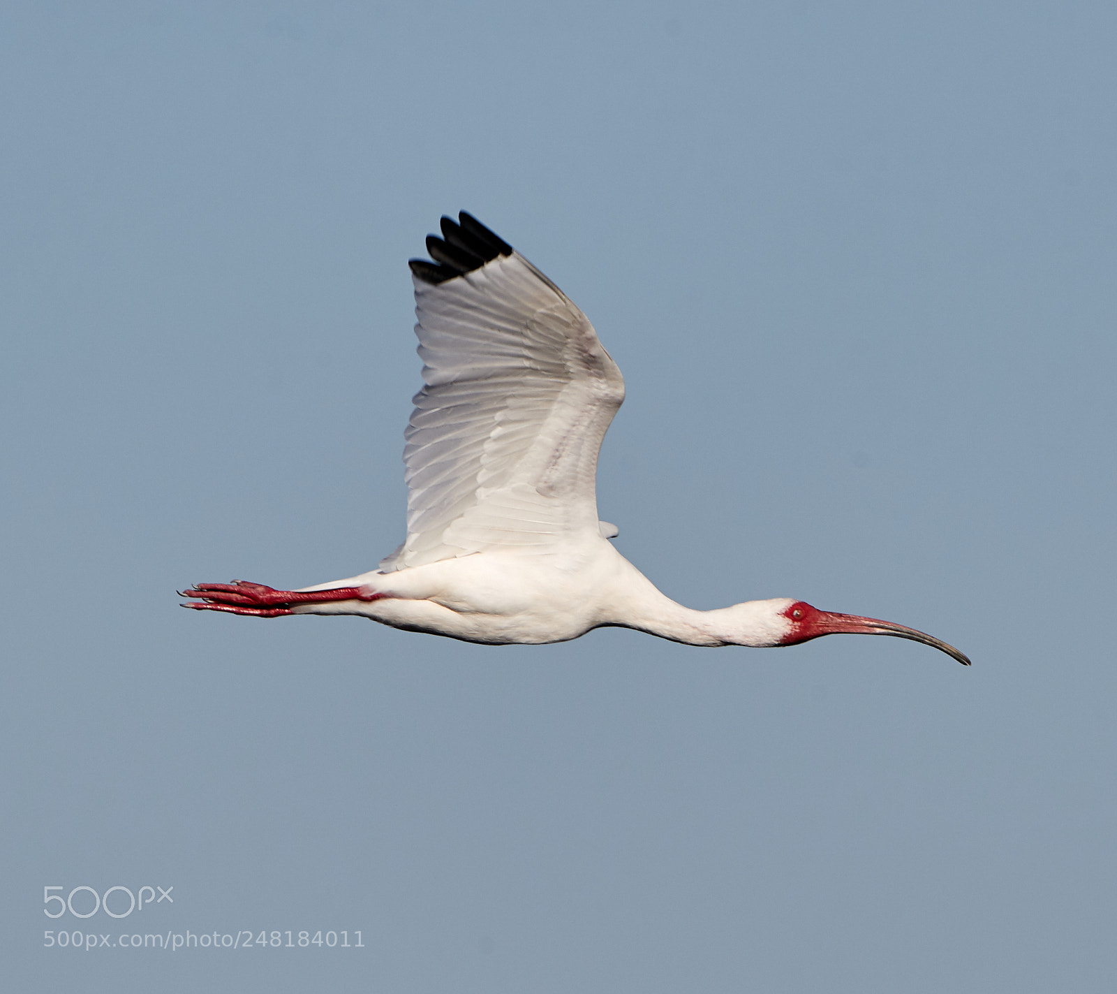 Canon EOS-1D X Mark II sample photo. 03-04-18-0006111.jpg photography
