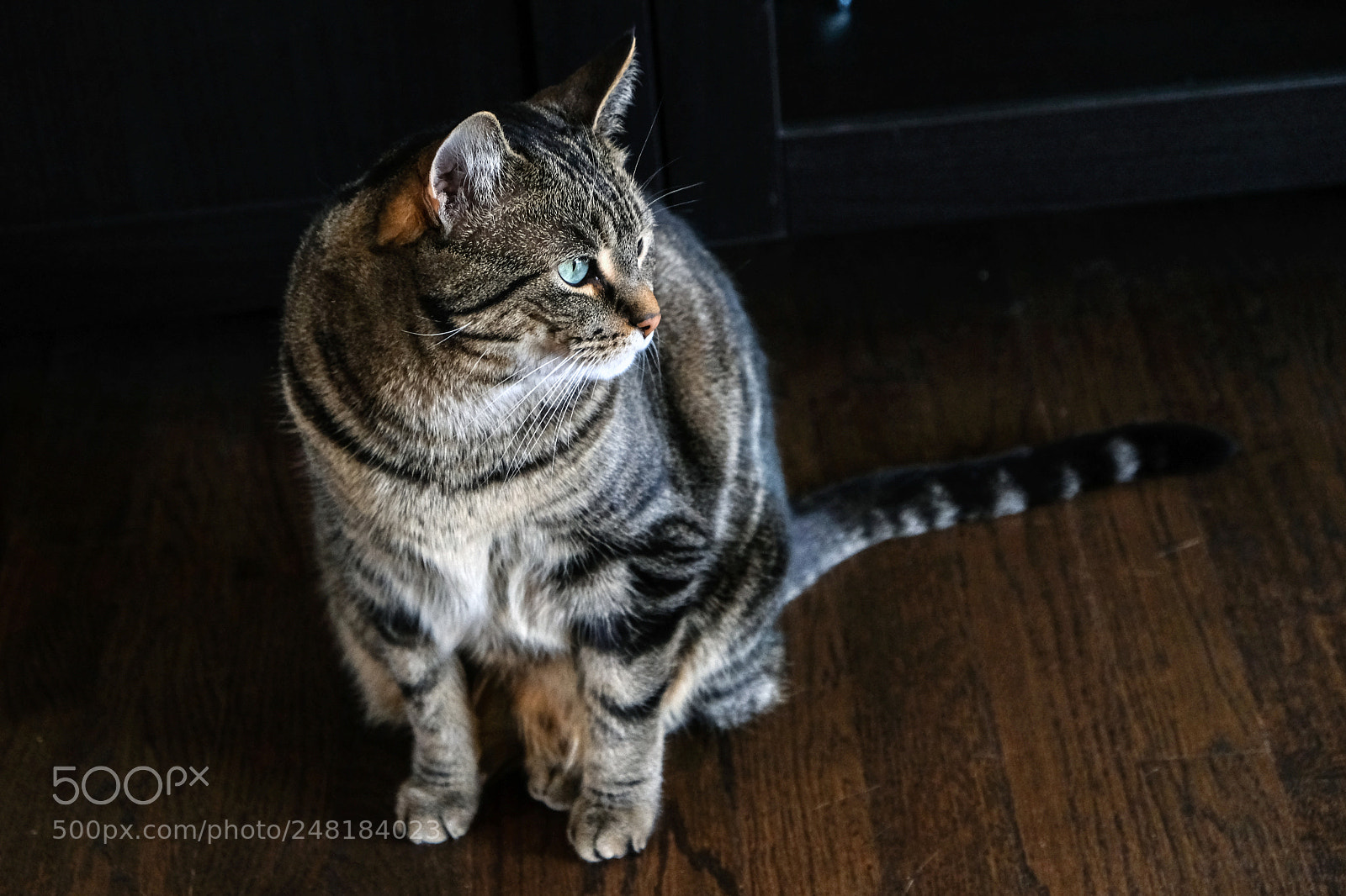 Fujifilm X-T2 sample photo. Portrait of a cat photography