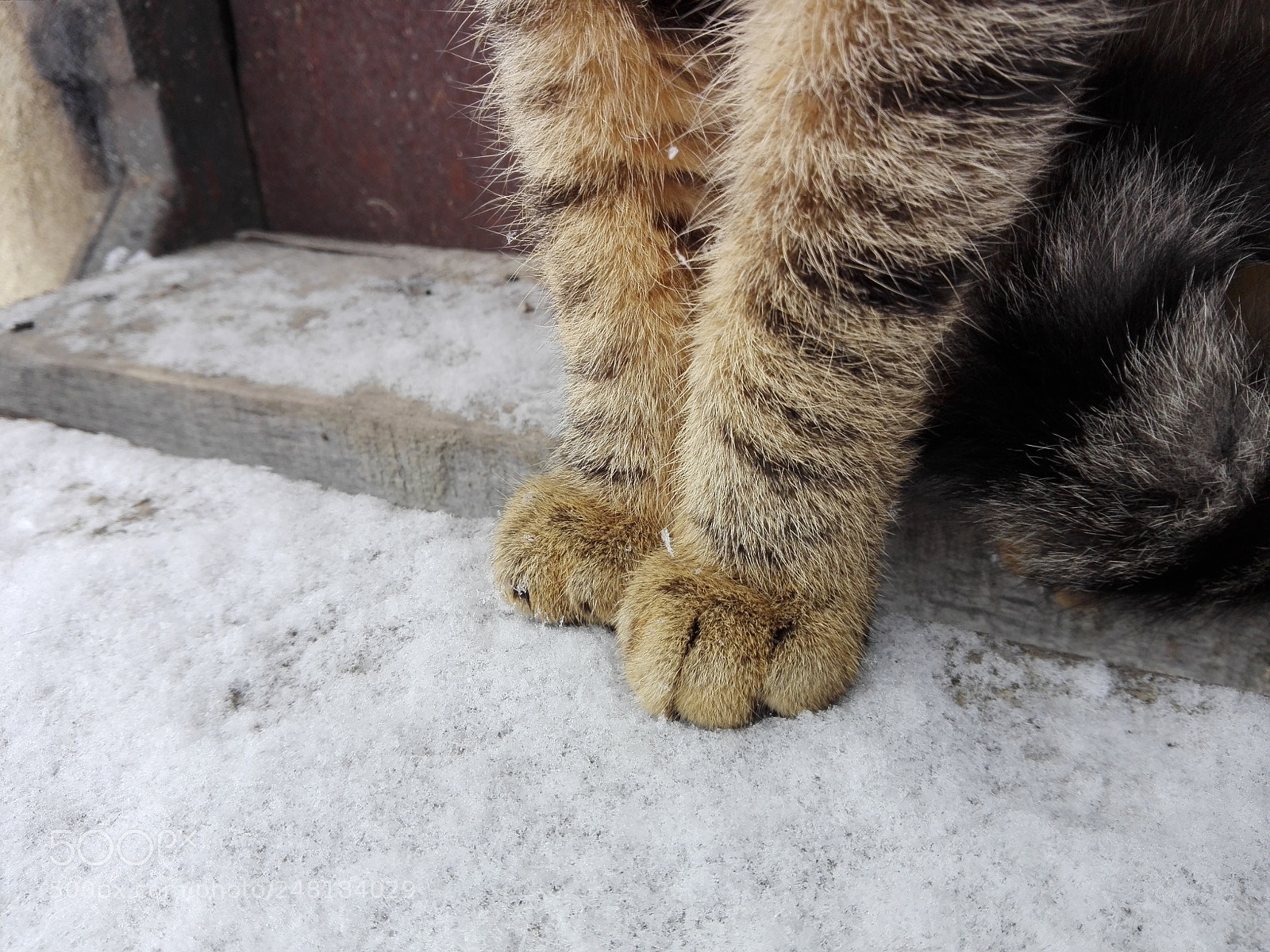 HUAWEI P8 Lite sample photo. Paws photography