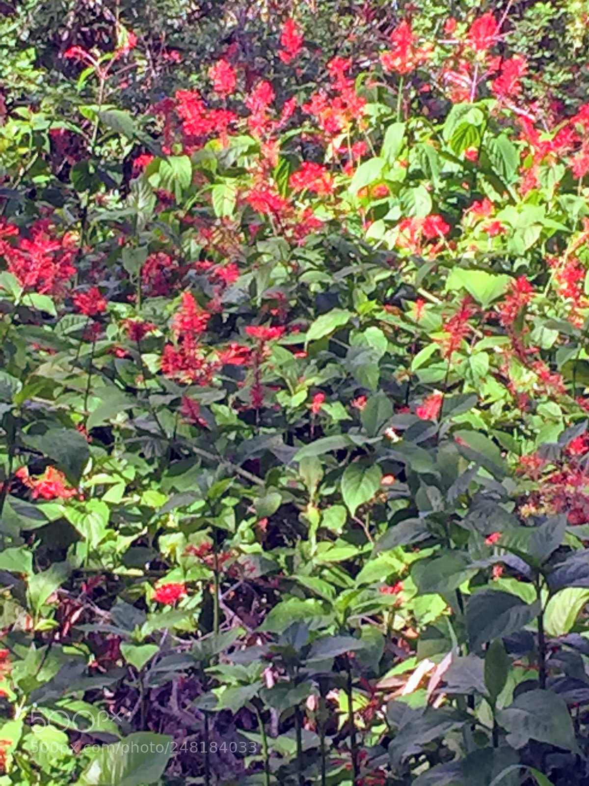 Apple iPhone 6 sample photo. Flowers10 photography