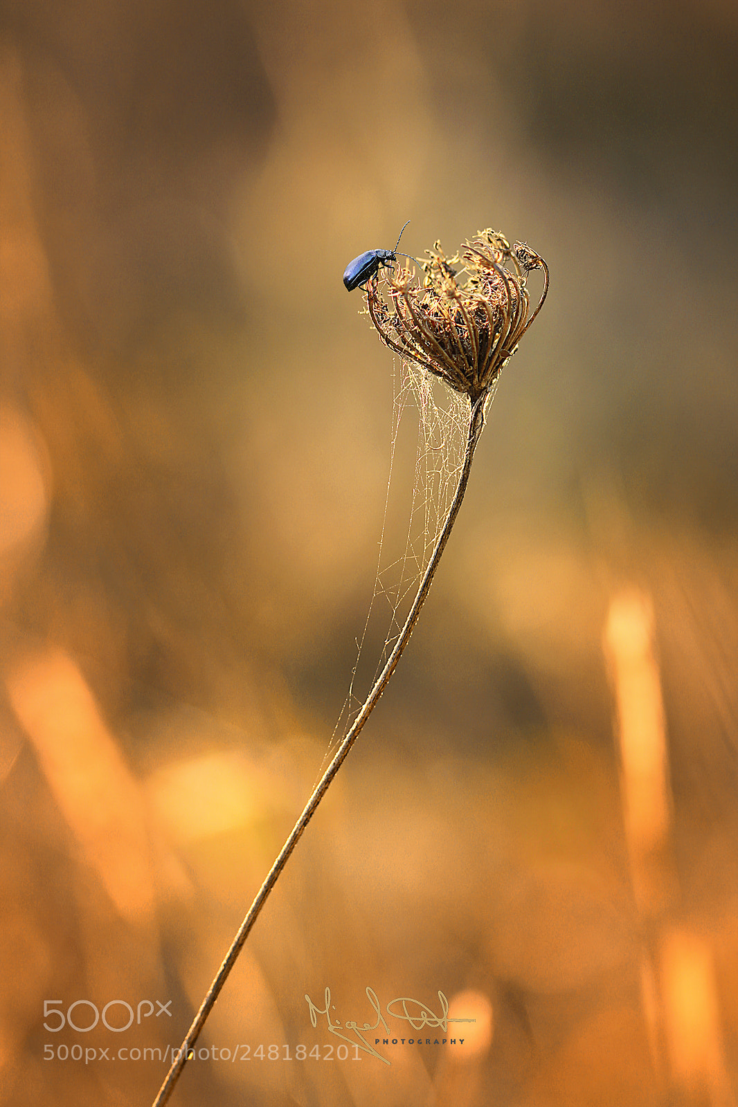 Canon EOS 7D sample photo. Small can also be photography