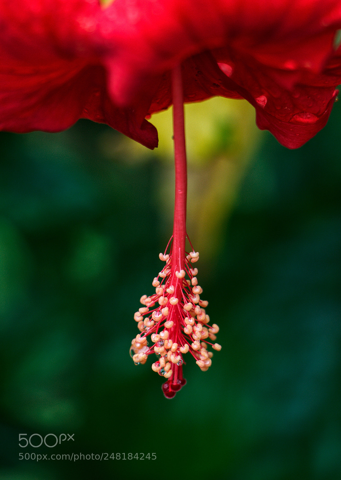 Canon EOS 700D (EOS Rebel T5i / EOS Kiss X7i) sample photo. Hibiscus photography