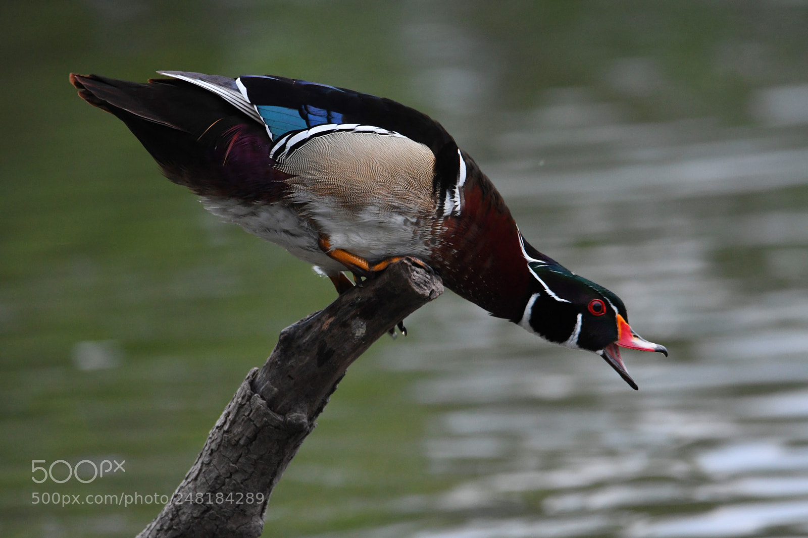 Nikon D500 sample photo. Wood duck photography