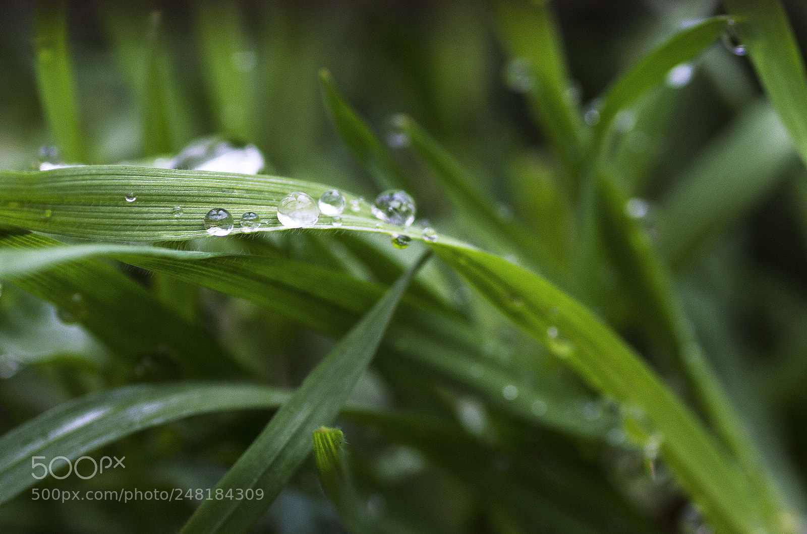 Nikon D3200 sample photo. Tiny drops photography