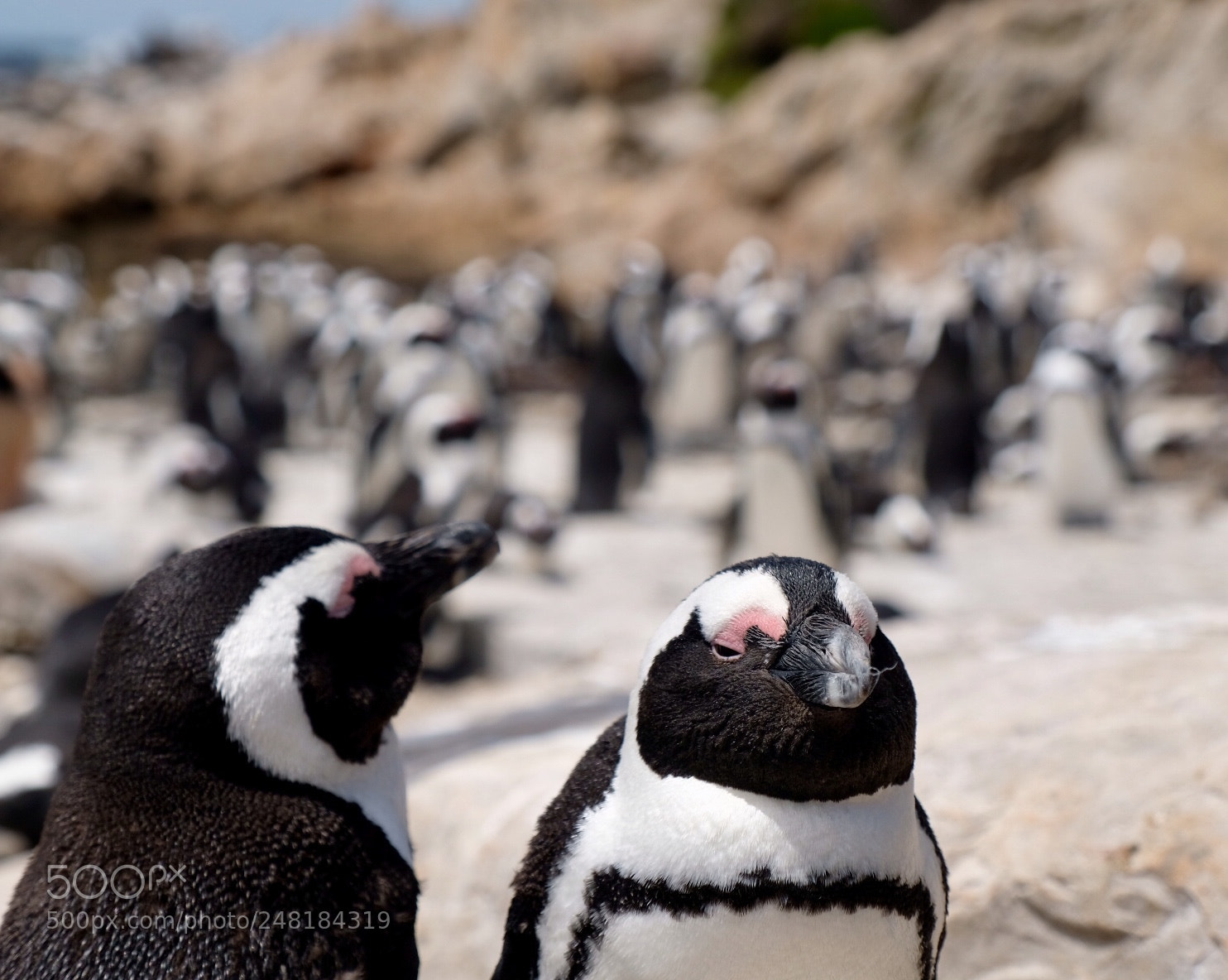 Fujifilm X-T2 sample photo. South afrika photography