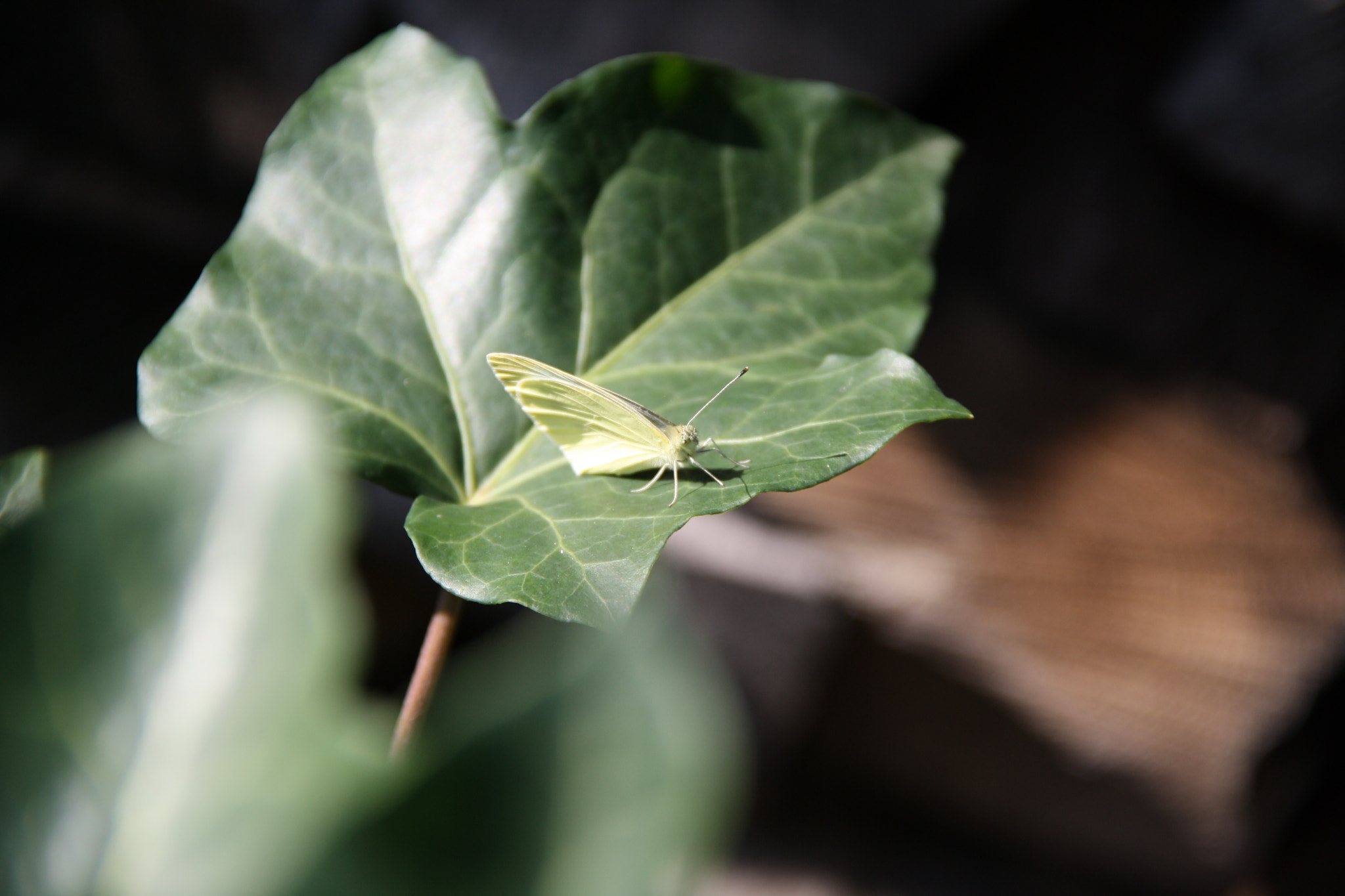 Canon EOS 1000D (EOS Digital Rebel XS / EOS Kiss F) sample photo. Butterfly photography