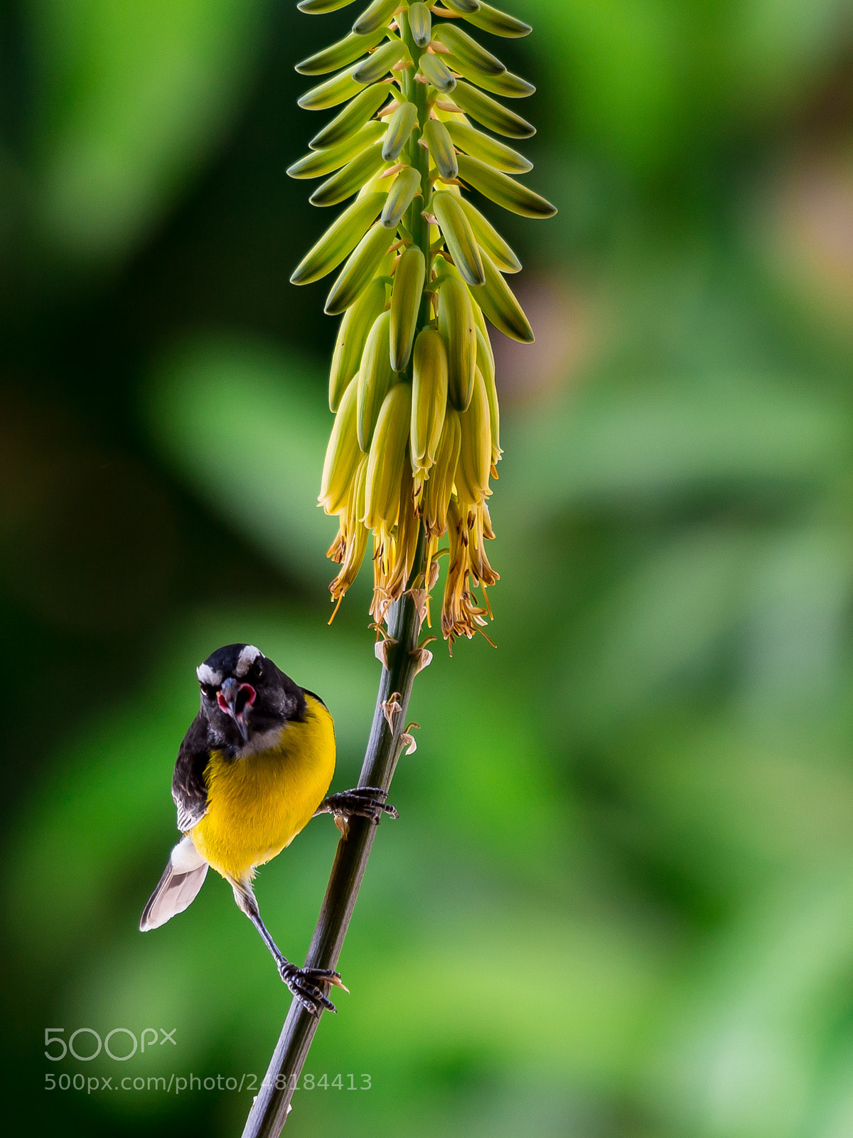 Canon EOS 650D (EOS Rebel T4i / EOS Kiss X6i) sample photo. Bananaquit photography