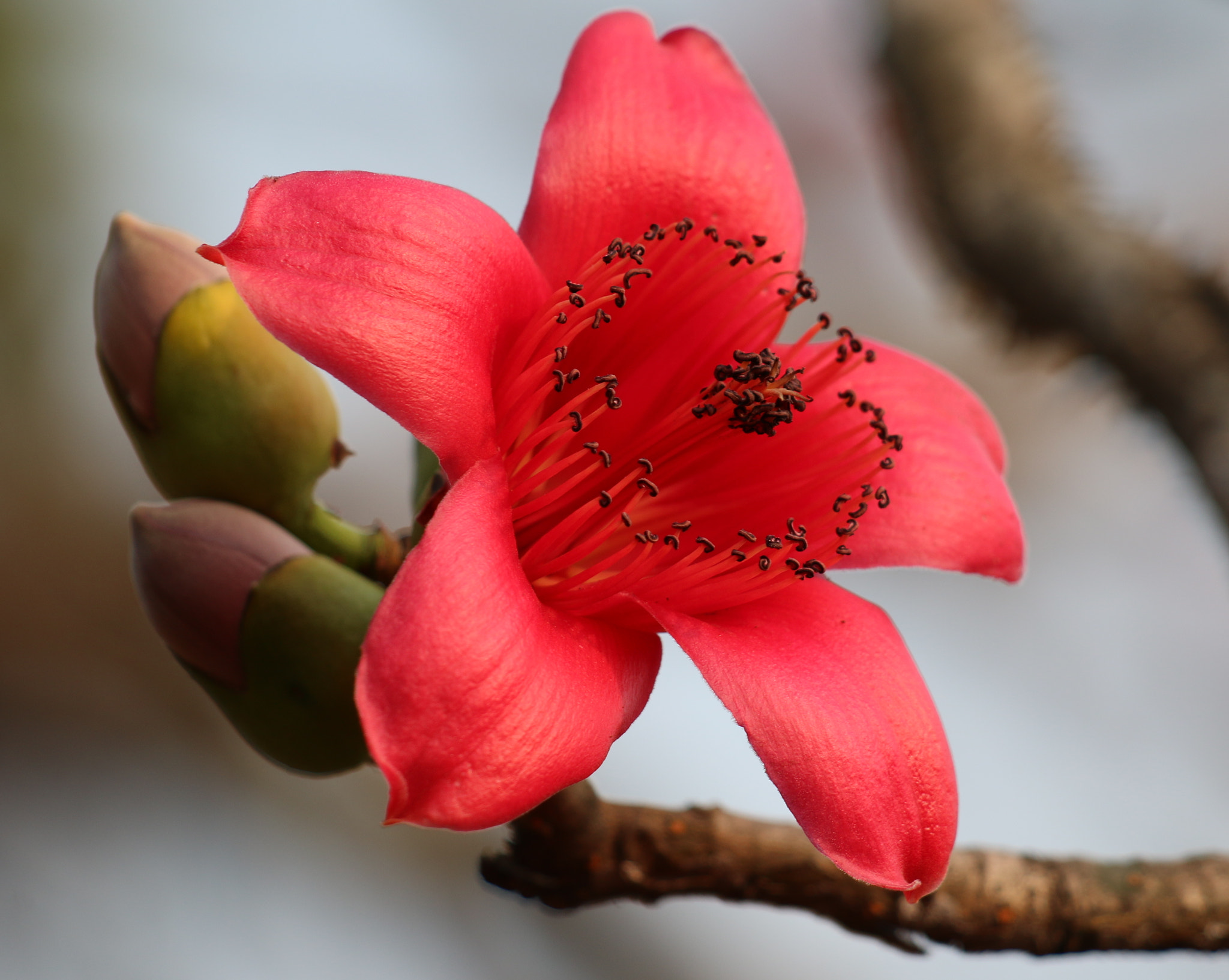 Canon EOS 70D + Canon EF 70-300 F4-5.6 IS II USM sample photo. Cotton tree flower photography