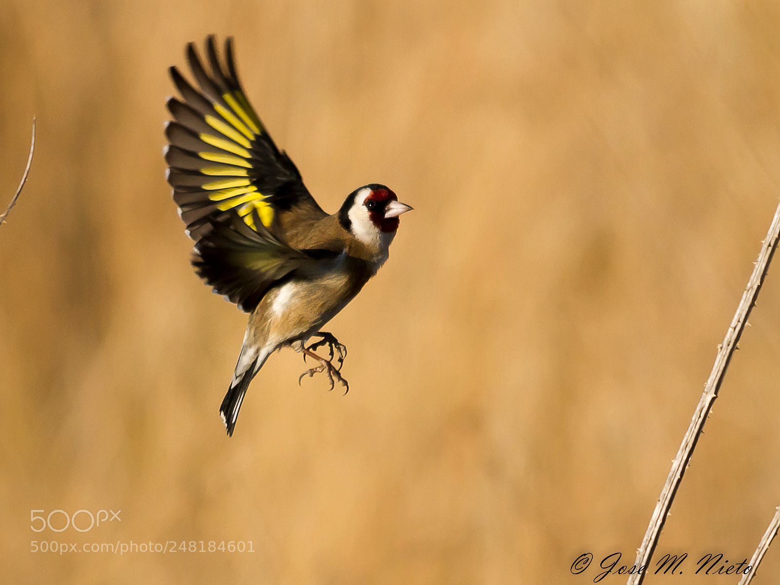 Canon EOS 7D sample photo. Goldfinch photography