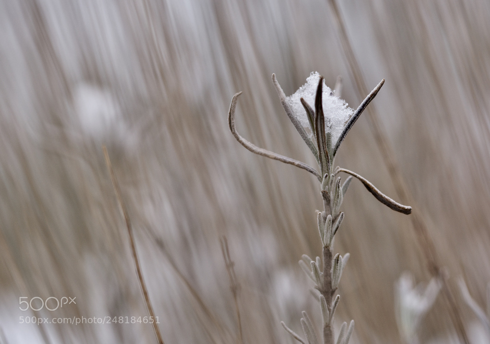Nikon D7100 sample photo. Snow on lavender photography