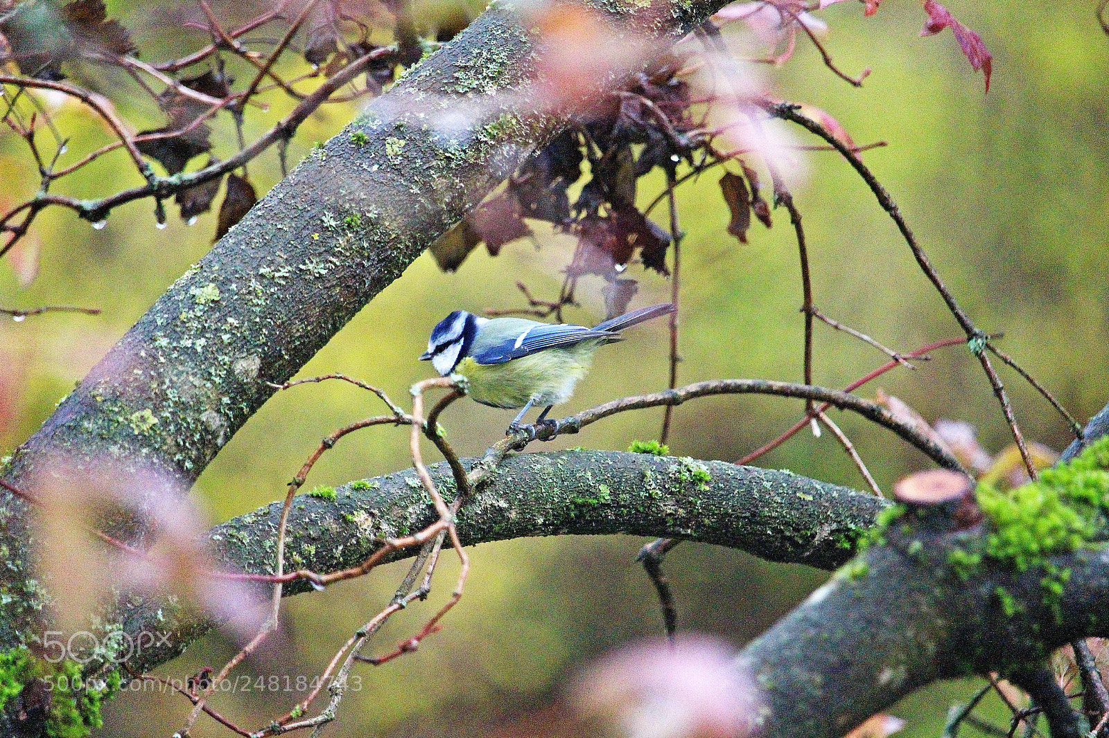 Canon EOS 700D (EOS Rebel T5i / EOS Kiss X7i) sample photo. Meise photography
