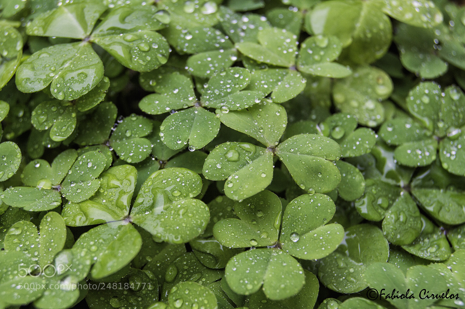Nikon D3200 sample photo. Lluvia y trebol photography