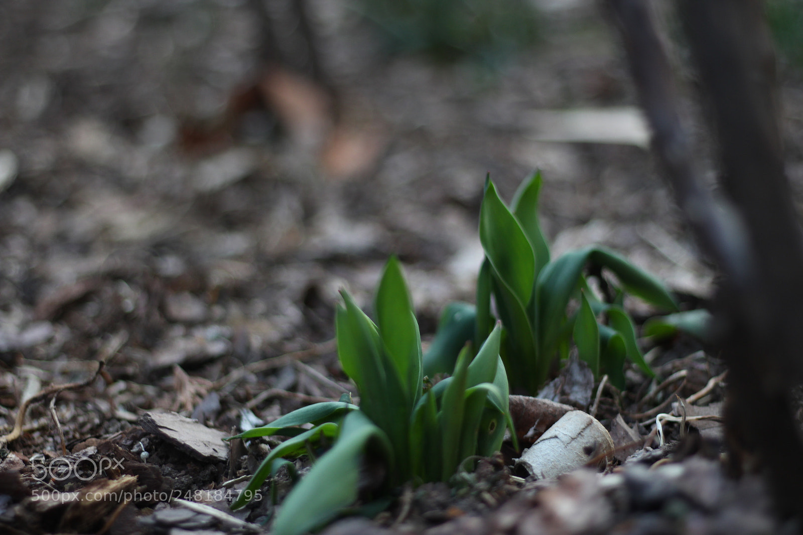 Canon EOS 700D (EOS Rebel T5i / EOS Kiss X7i) + Canon EF 50mm F1.8 STM sample photo. Frühlingserwachen! photography