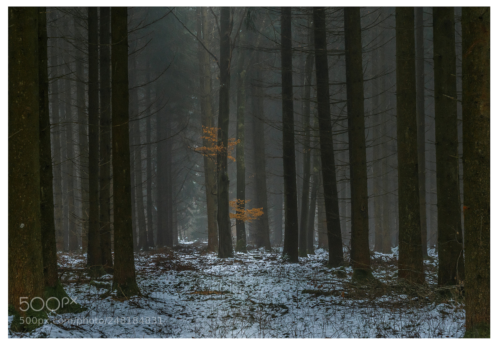 Sony ILCA-77M2 sample photo. Alone in the fog photography