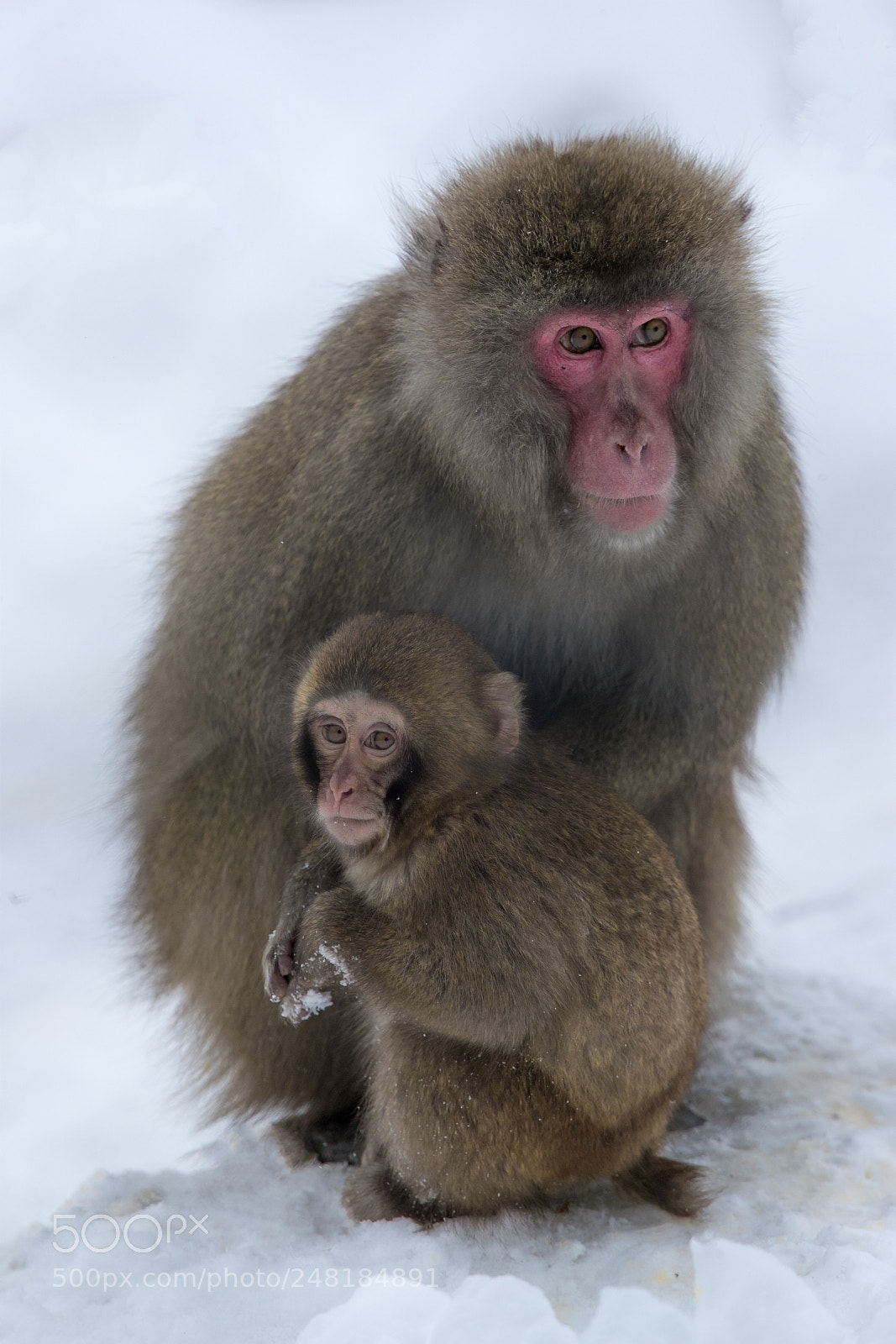 Canon EOS-1D X Mark II sample photo. Japanese snow monkey & mom photography