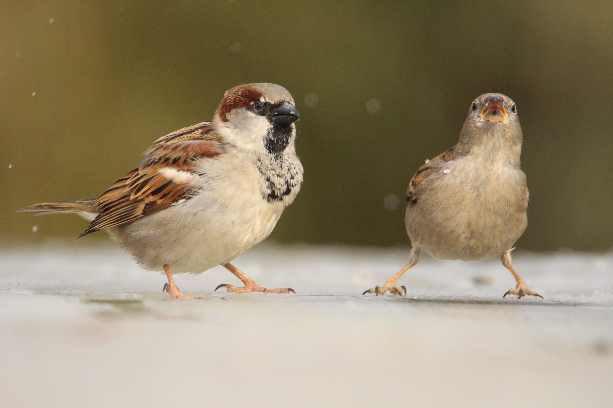 Canon EOS 100D (EOS Rebel SL1 / EOS Kiss X7) sample photo. Couple sparrows drinking water on the ice photography