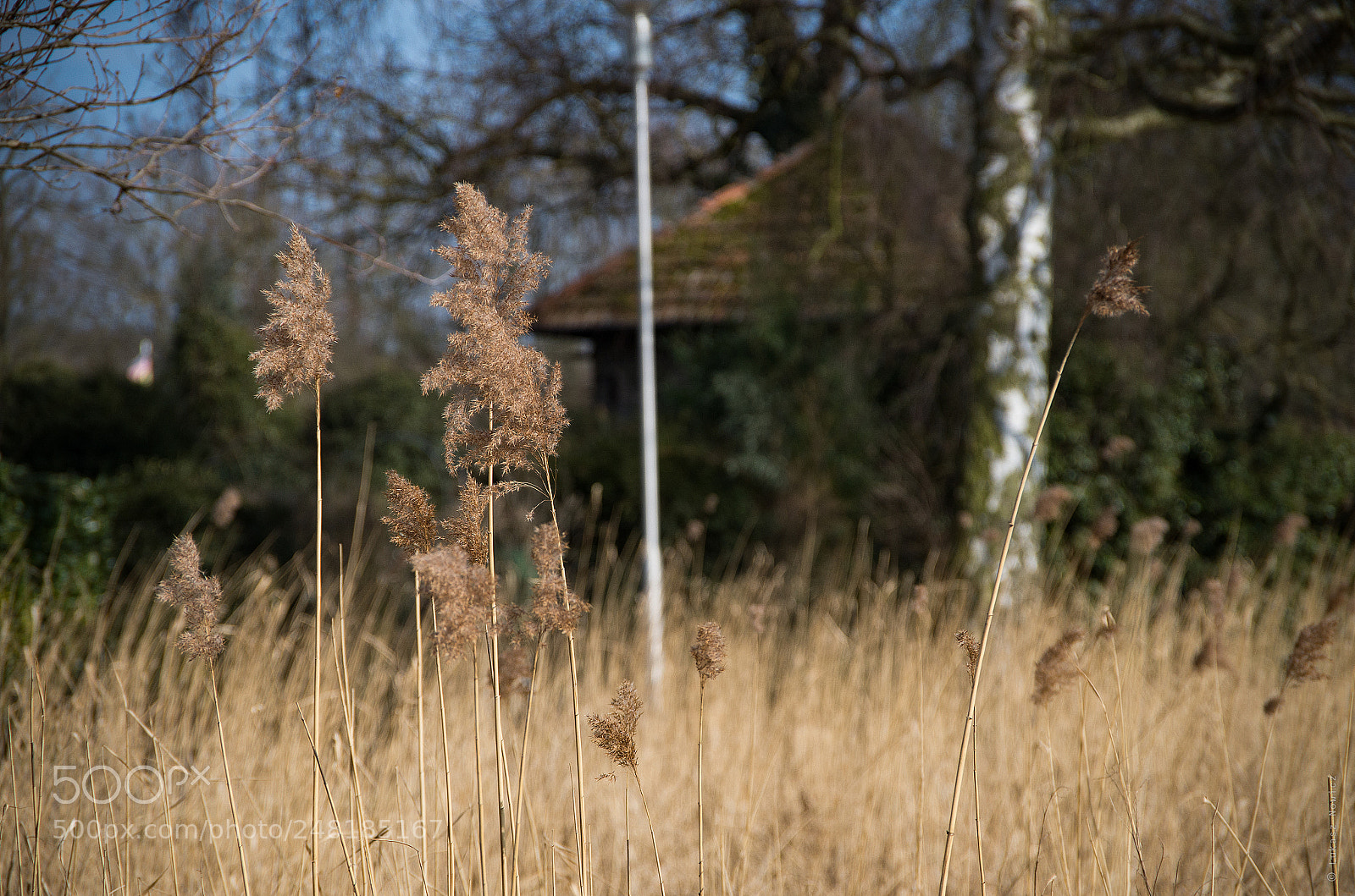 Pentax K-50 sample photo. ...the spring... photography