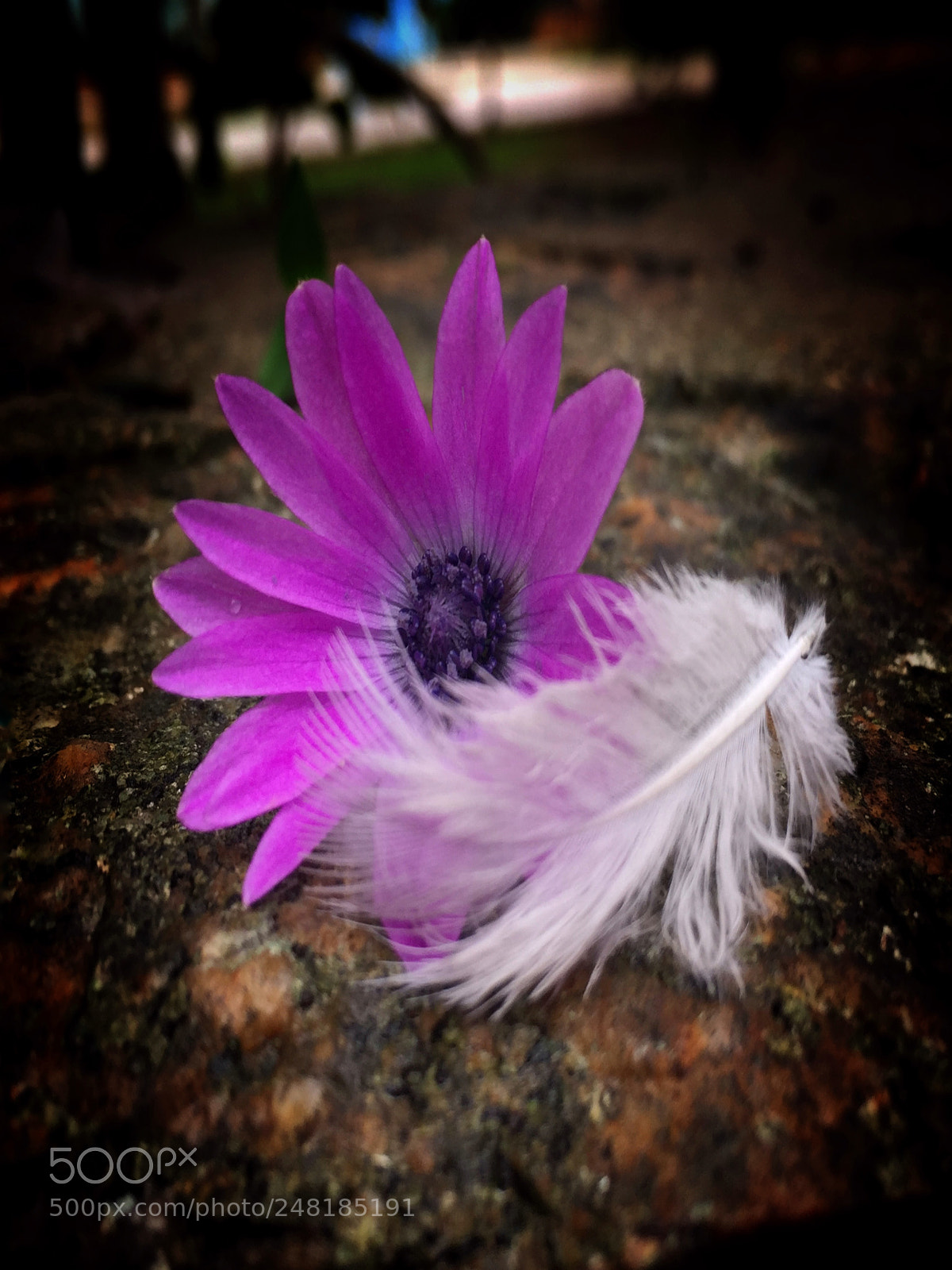 Apple iPhone 6 sample photo. Sardegna.... photography