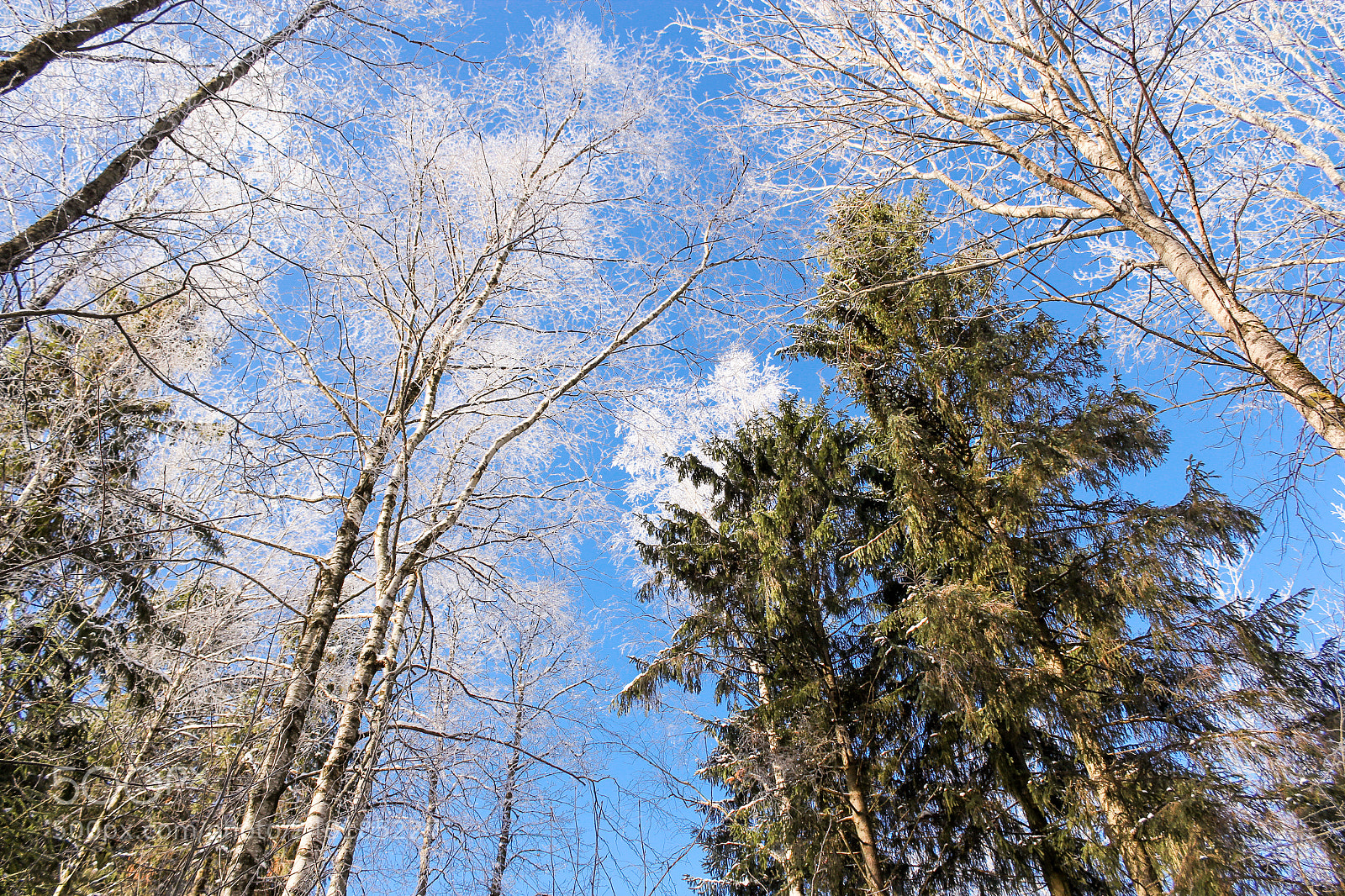 Canon EOS 60D sample photo. In the winter forest. photography