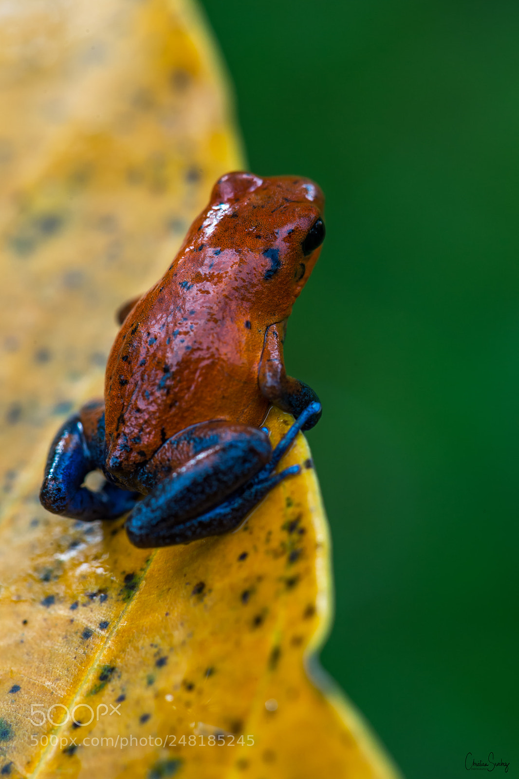 Nikon D4 sample photo. Strawberry poison frog photography