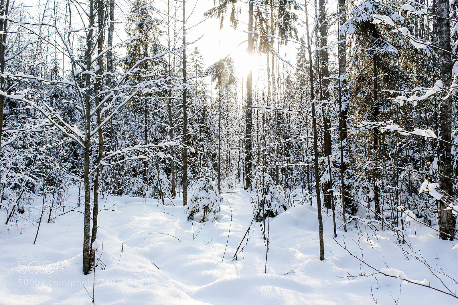 Canon EOS 60D sample photo. Snow and sun in photography