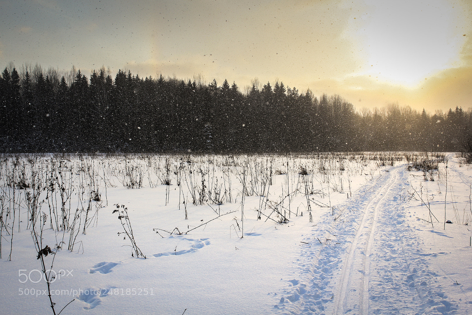 Canon EOS 60D sample photo. Snowfall in the field. photography