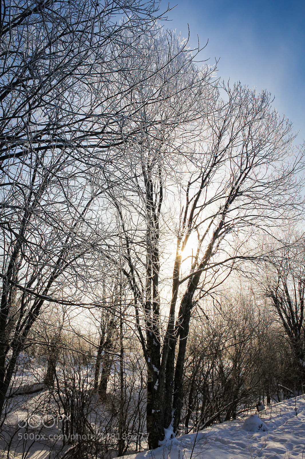 Canon EOS 60D sample photo. A sunlit tree in photography