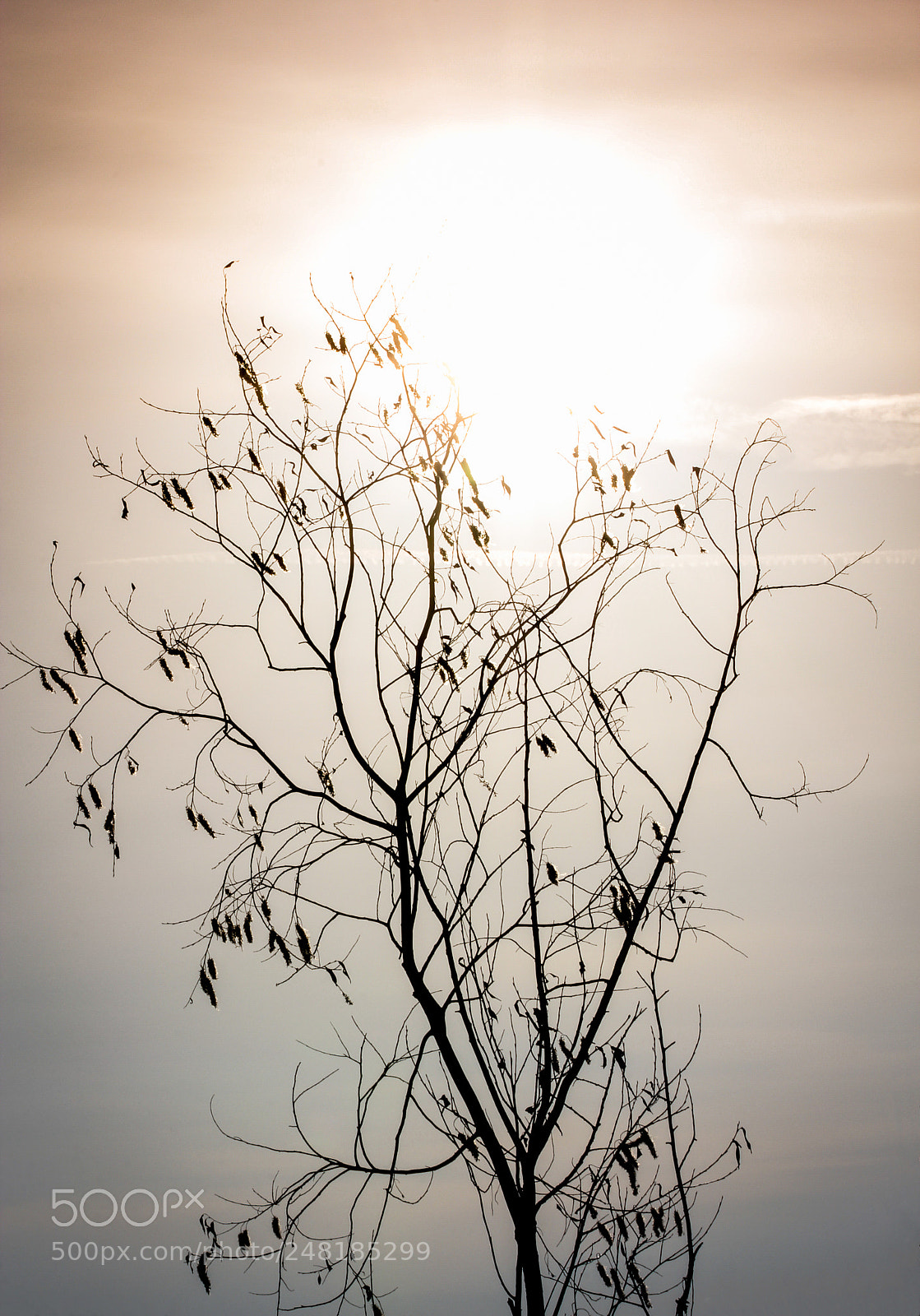 Canon EOS 60D sample photo. Branches in the sun. photography