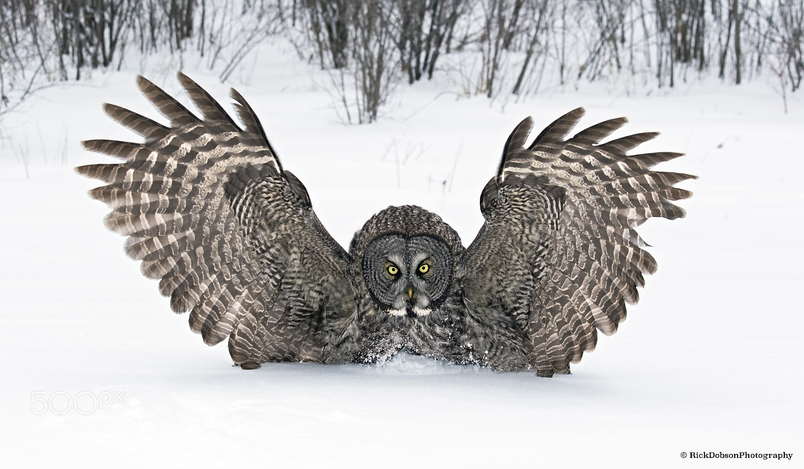 Canon EOS 7D Mark II sample photo. Great grey owl hunting photography