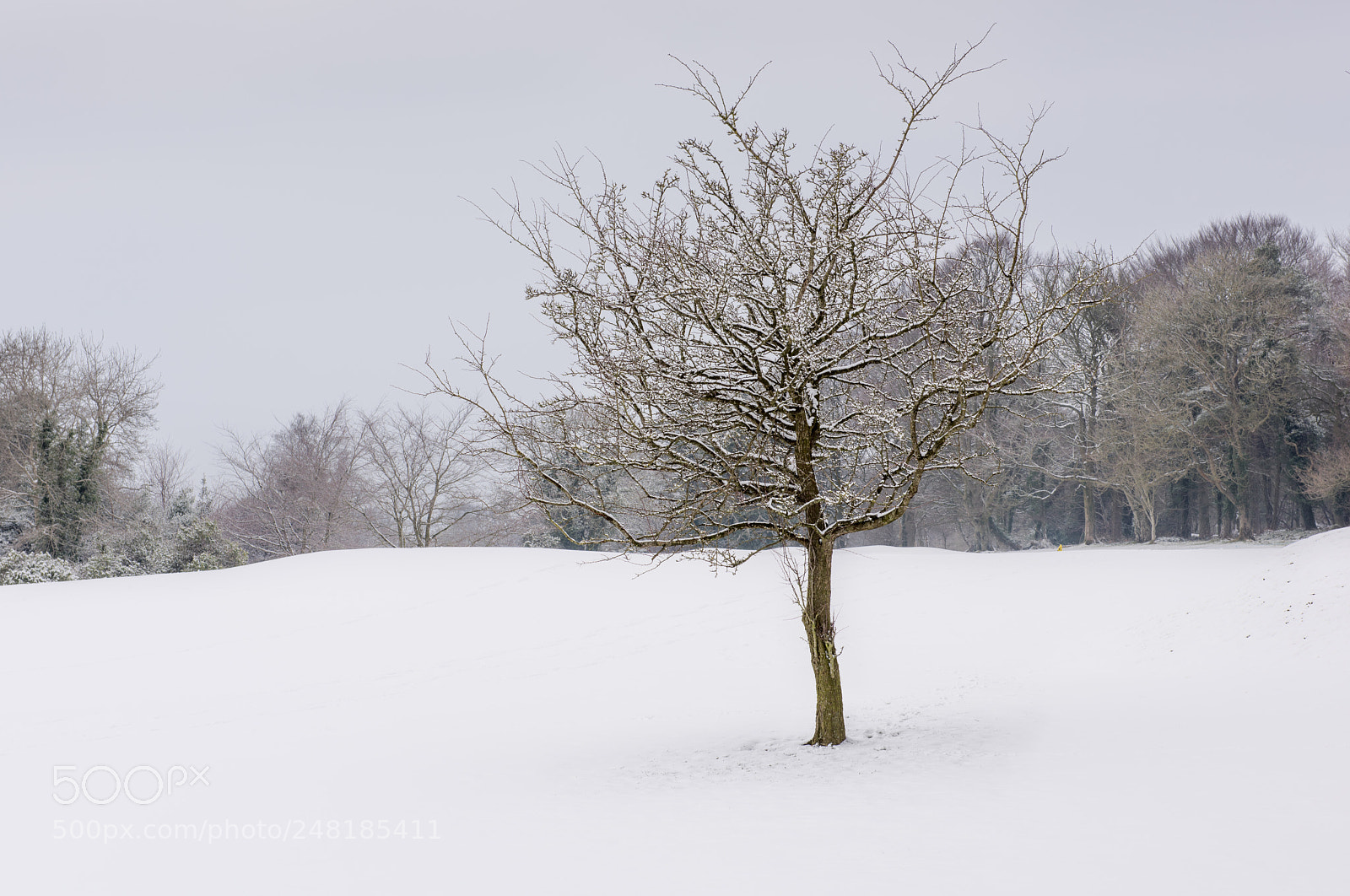 Nikon D810 sample photo. Lonely tree photography
