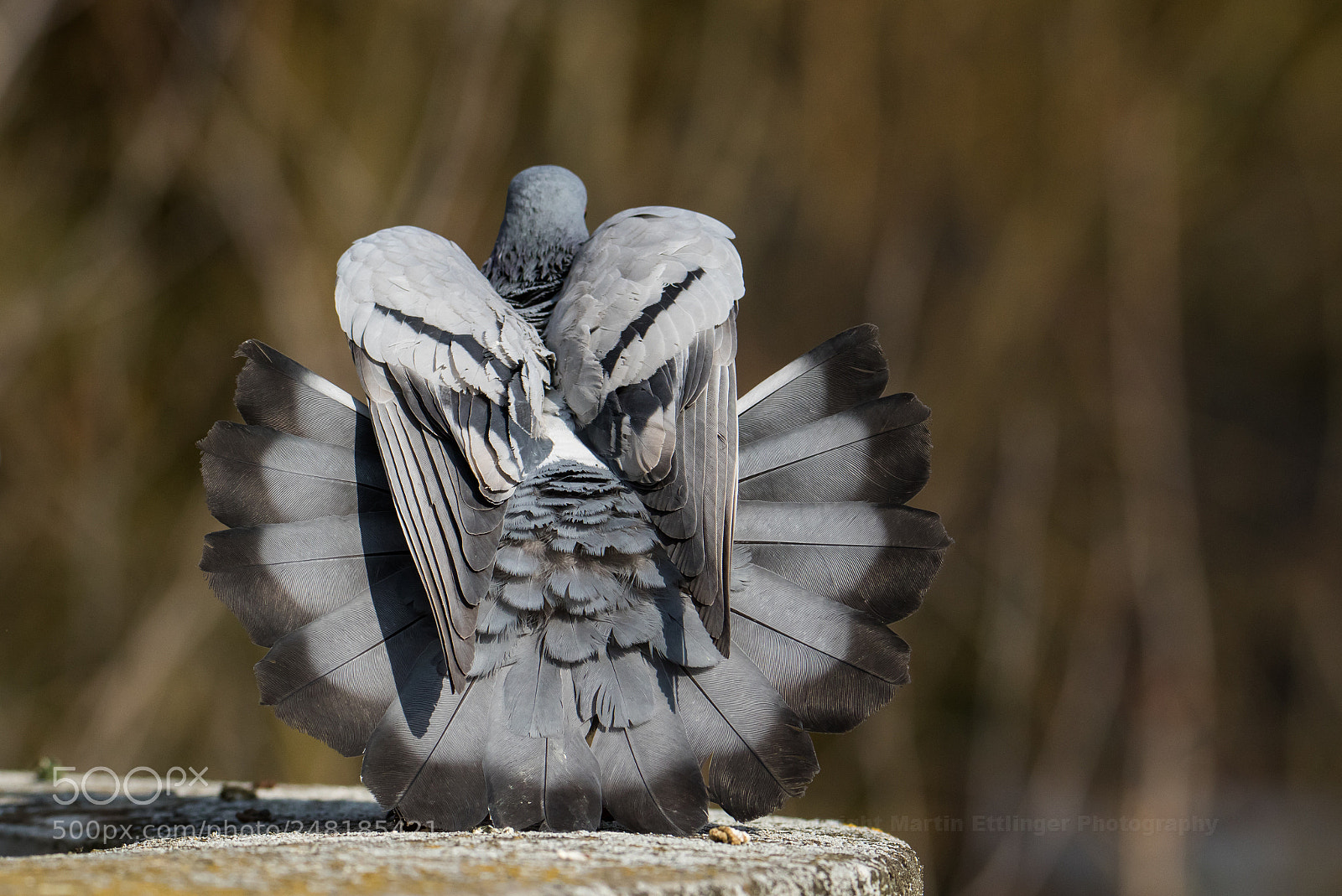 Canon EOS 7D Mark II sample photo. Rock dove (columba livia) 04032018 photography