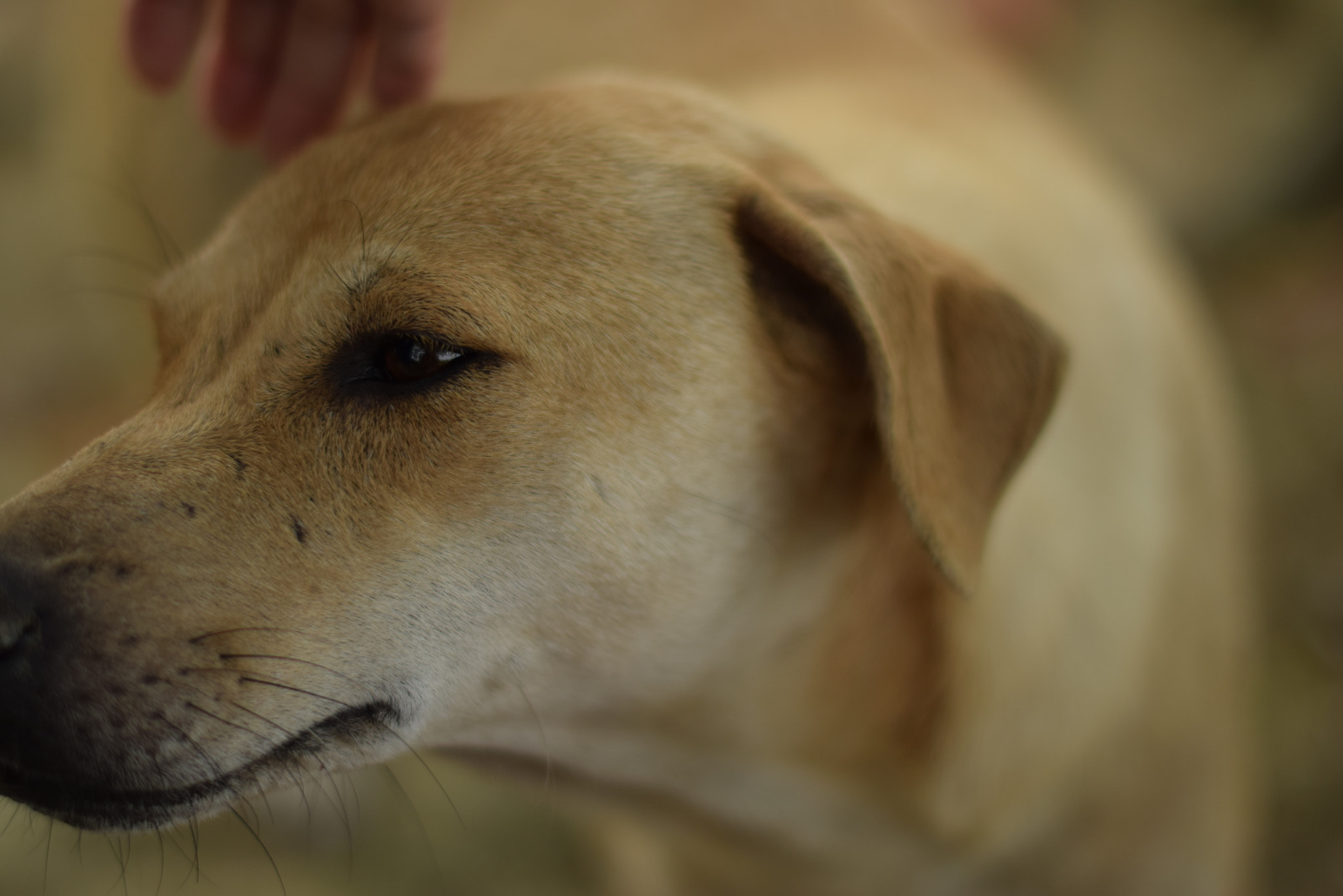 Nikon D5300 + Nikon AF-S Nikkor 50mm F1.4G sample photo. Soft dog photography