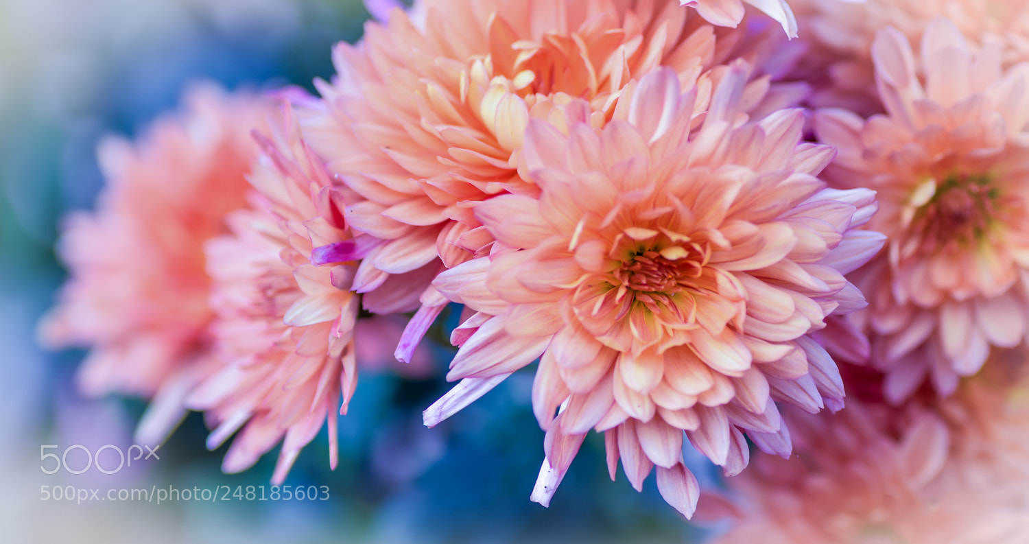 Nikon D5300 sample photo. Bunch of pompom photography