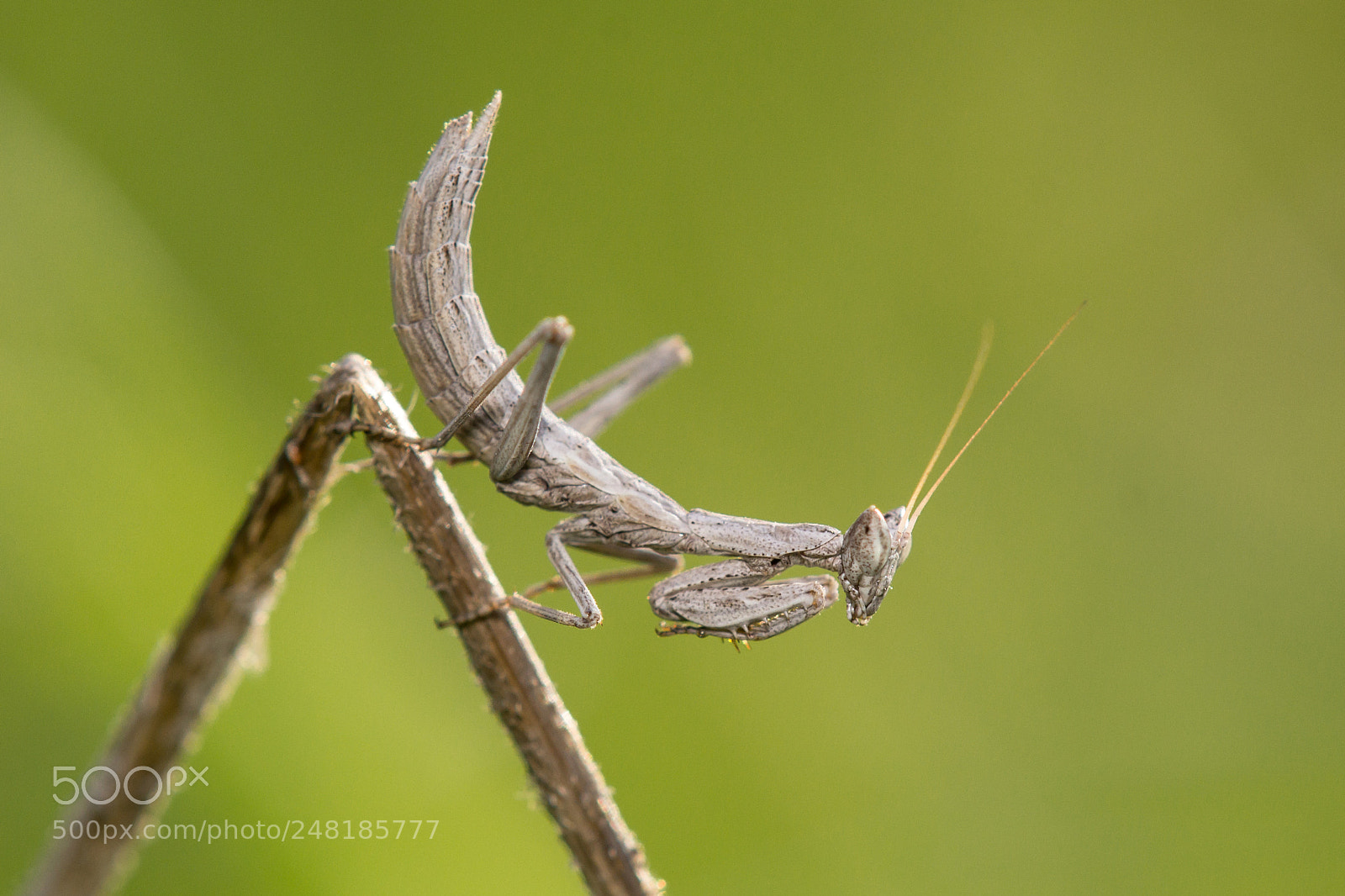 Canon EOS 60D sample photo. Mantis photography