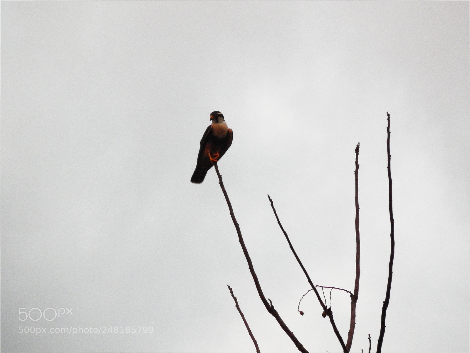Nikon Coolpix L820 sample photo. Waiting for the prey photography