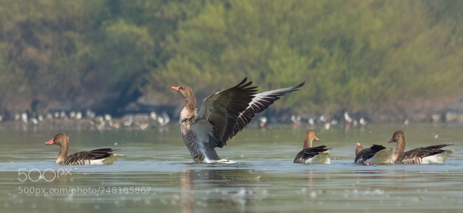 Canon EOS 700D (EOS Rebel T5i / EOS Kiss X7i) sample photo. Grey leg goose photography