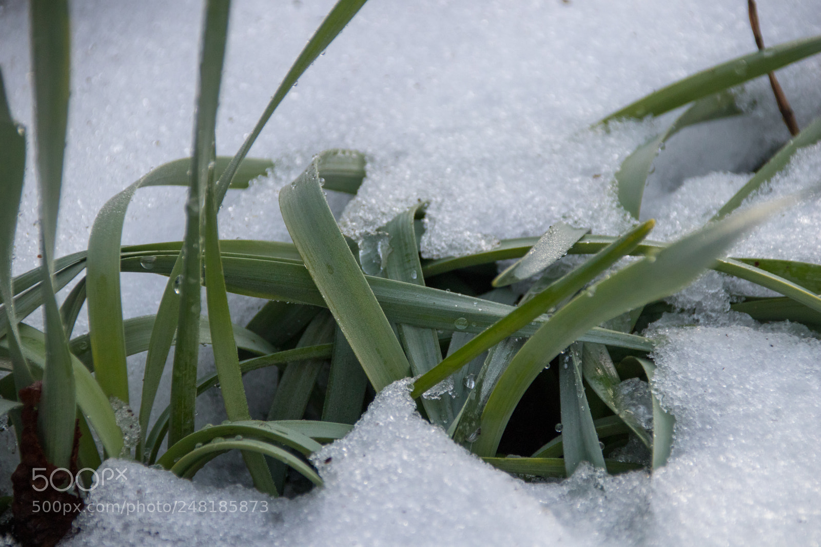 Canon EOS 77D (EOS 9000D / EOS 770D) sample photo. Grass in the snow photography