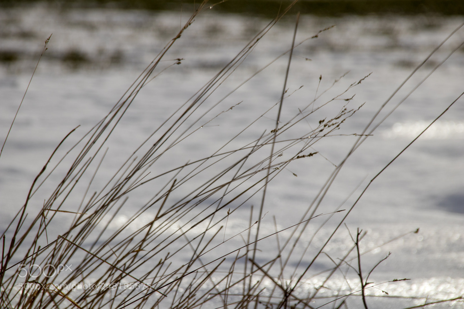 Canon EOS 77D (EOS 9000D / EOS 770D) sample photo. Long grass in the photography