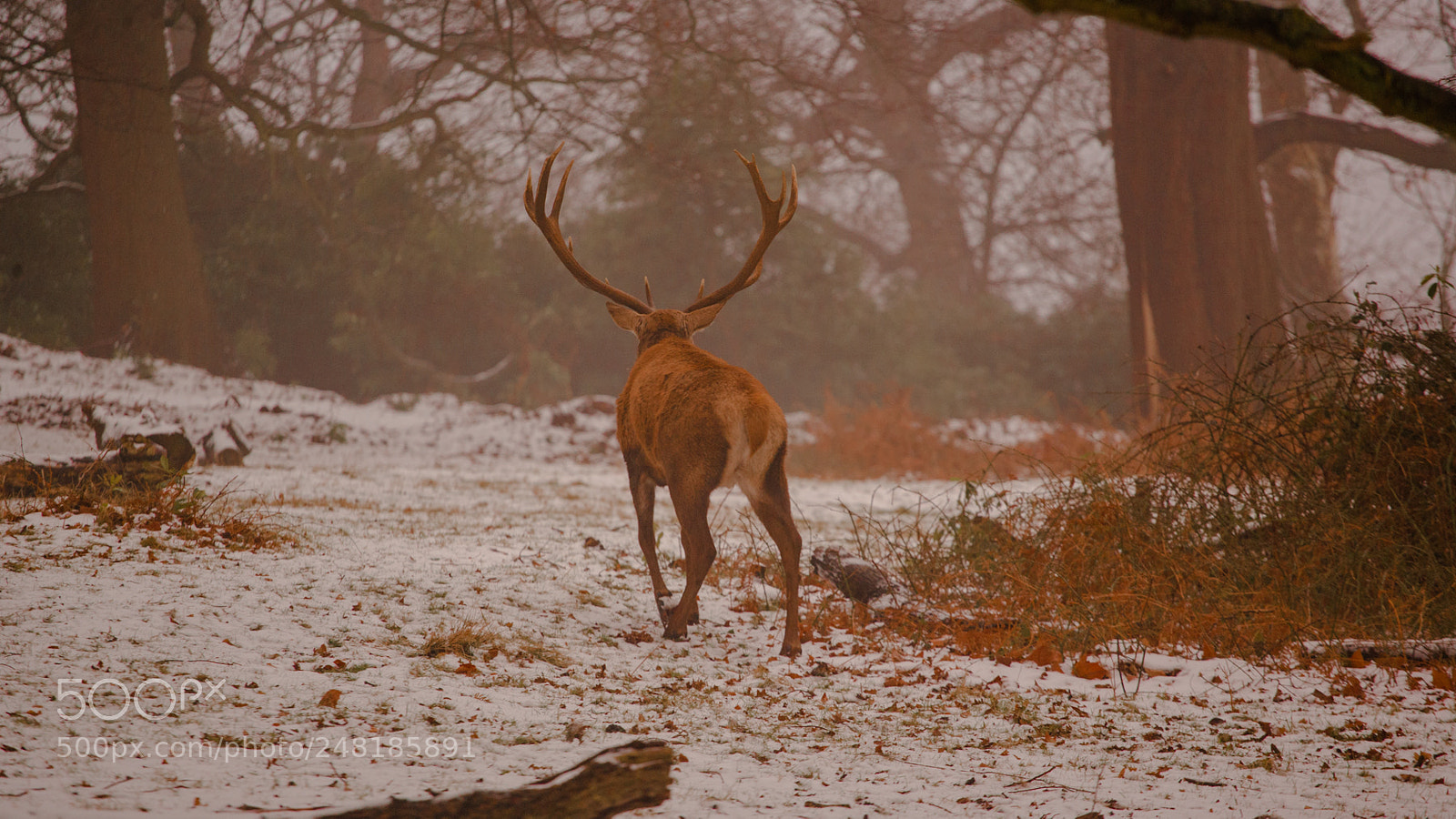 Canon EOS-1Ds Mark II sample photo. Deer walking photography