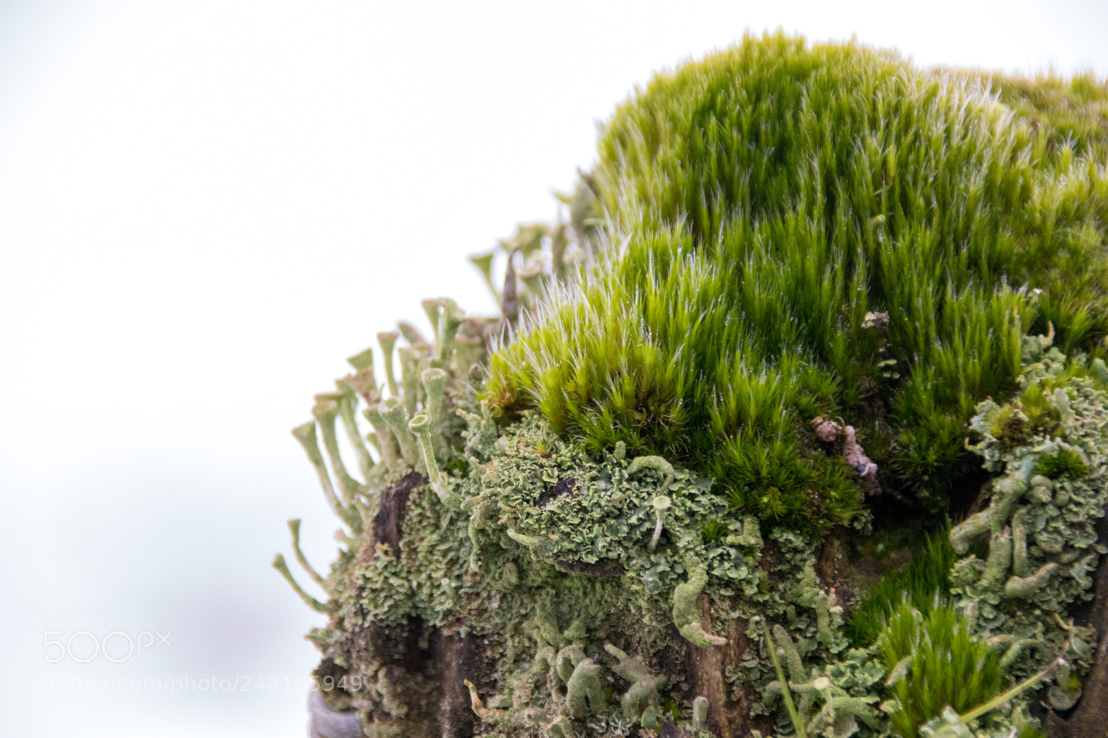 Canon EOS 77D (EOS 9000D / EOS 770D) sample photo. Moss and lichen photography