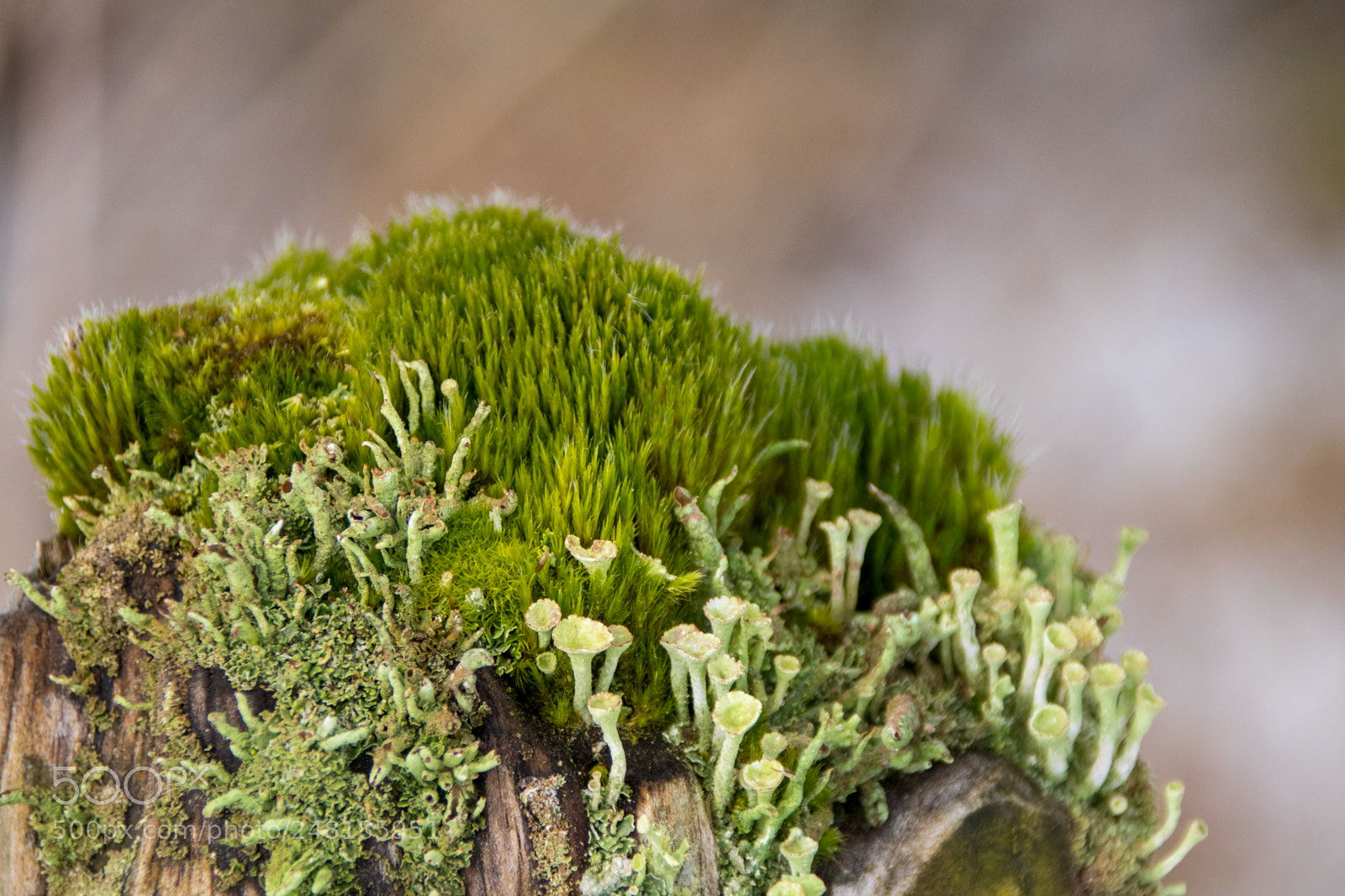 Canon EOS 77D (EOS 9000D / EOS 770D) sample photo. Moss and fungi on photography