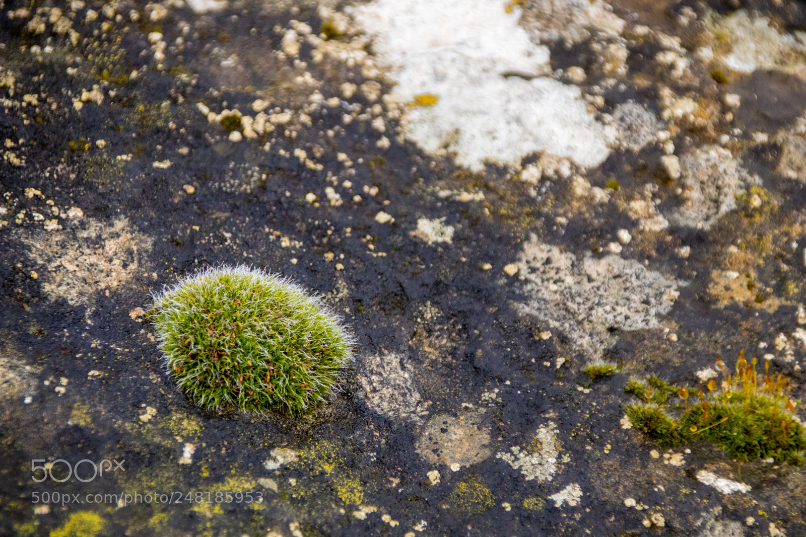 Canon EOS 77D (EOS 9000D / EOS 770D) sample photo. Moss clump on stone photography