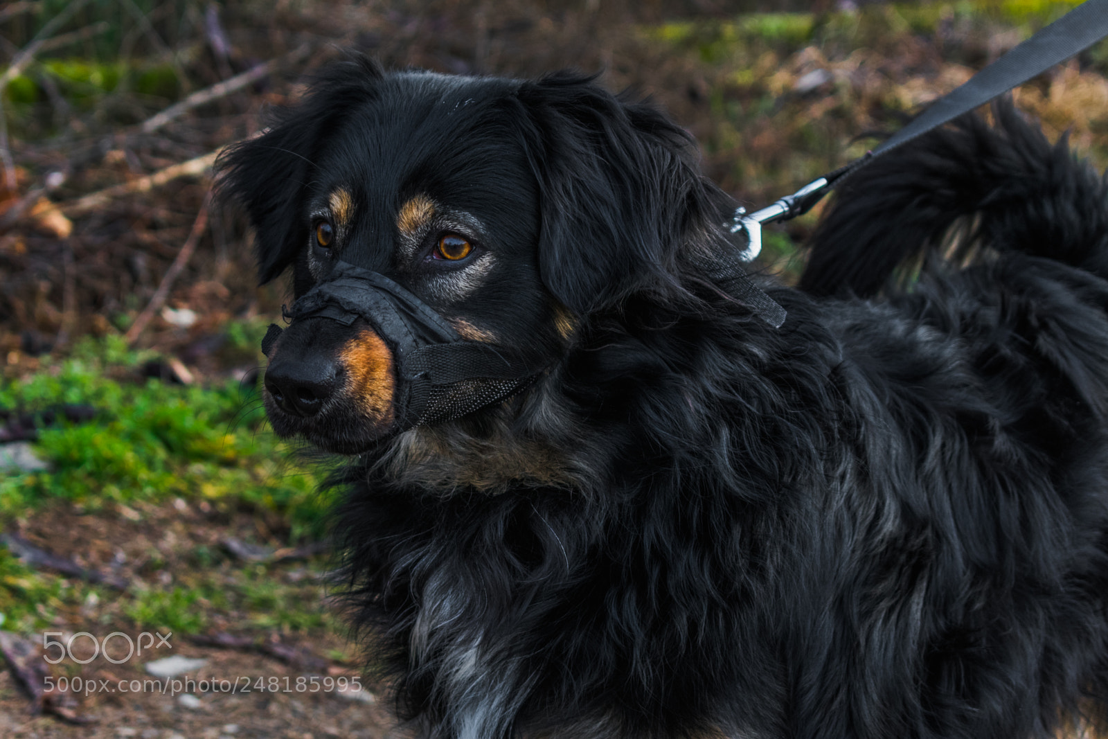 Nikon D3400 sample photo. Dog photography