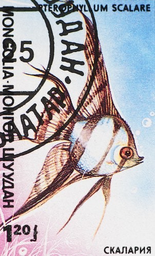 Nikon D90 sample photo. Angel fish photography