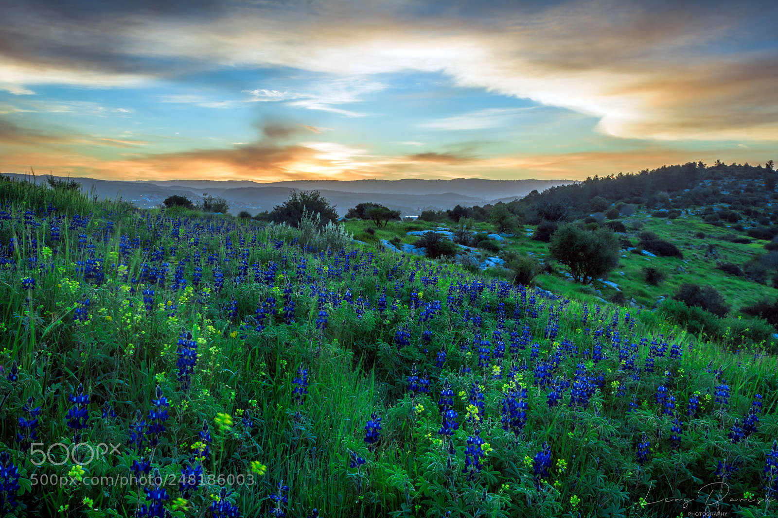 Nikon D7100 sample photo. Its lupine's time photography