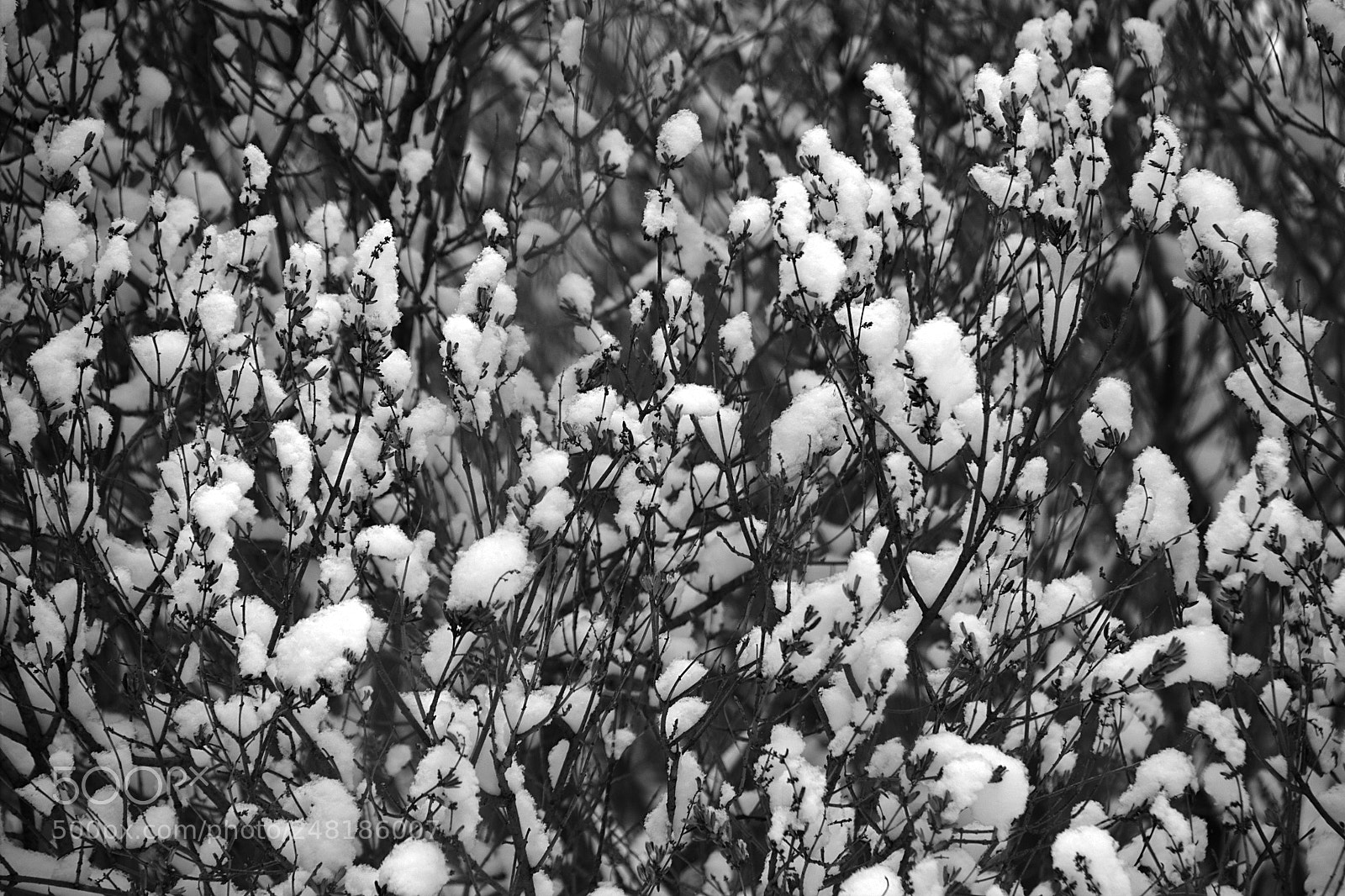 Canon EF-S 18-200mm F3.5-5.6 IS sample photo. Not quite spring yet photography