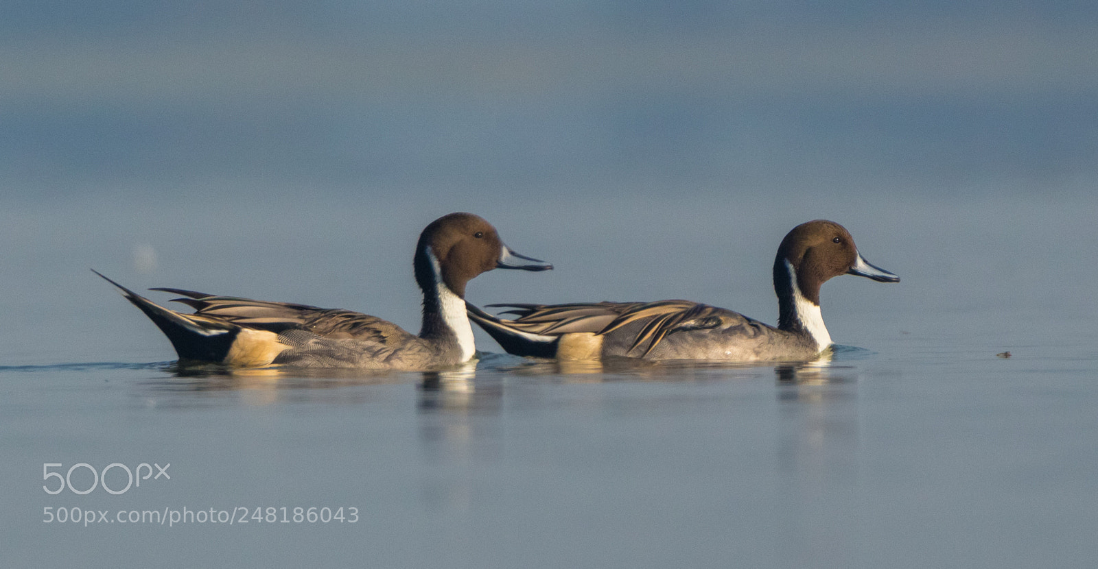 Canon EOS 700D (EOS Rebel T5i / EOS Kiss X7i) sample photo. Northen pintail photography