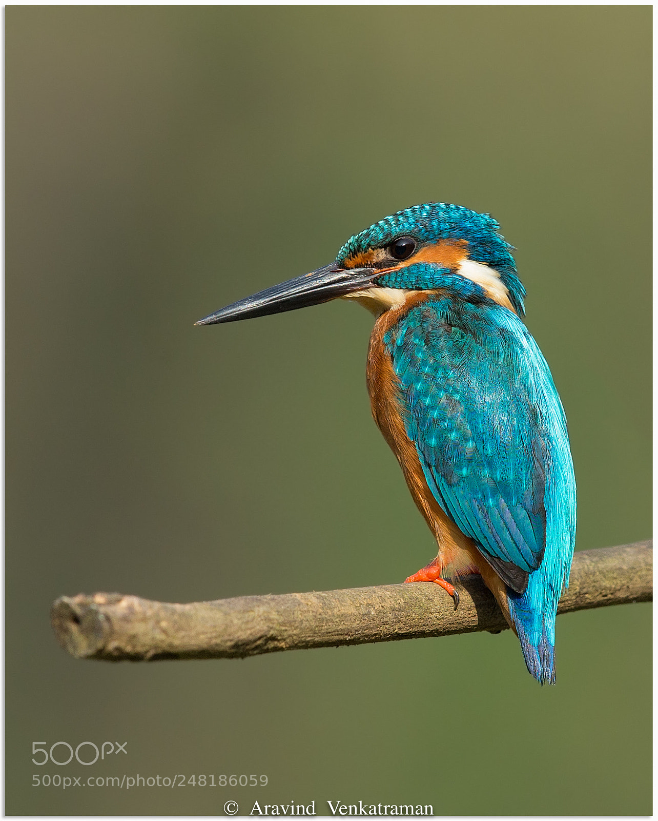 Canon EOS-1D X sample photo. Common kingfisher photography