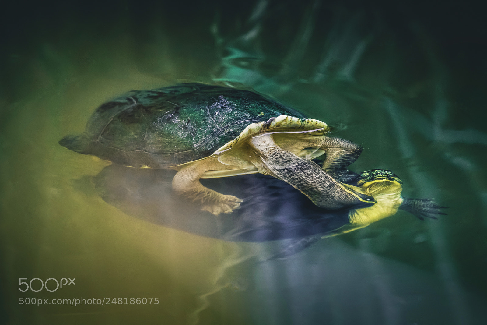 Canon EOS 7D Mark II sample photo. Fighting turtle photography