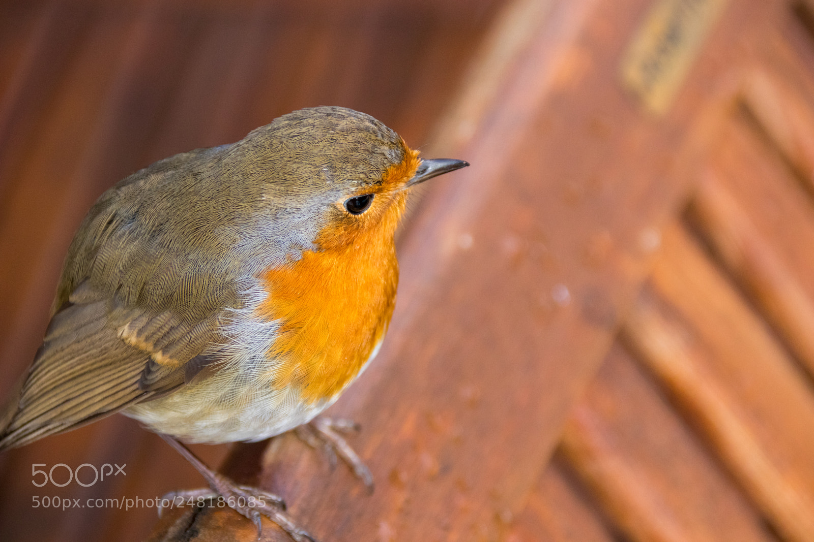 Canon EOS 77D (EOS 9000D / EOS 770D) sample photo. Robin sitting on chair photography